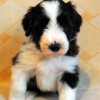 Bellis_2_6Wo
