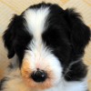 Bellis_3_6Wo