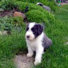 Garten_2