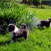 Garten_4