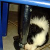 Nagetiere_1