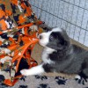 Nagetiere_3
