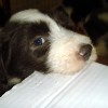 Nagetiere_4