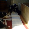 Welpenzimmer_4