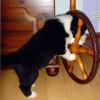 Welpenzimmer_7