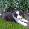Bellis_7Wo
