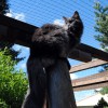 Katze_Florentine
