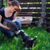Katzen3