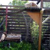 Katzen4