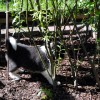 Katzengehege1