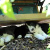 Katzengehege5
