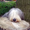 Lotte_diese Racker