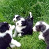 Spass im Gras_1