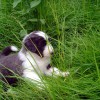 Spass im Gras_2
