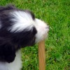 Stoeckchen_1