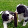 Stoeckchen_2
