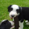 Stoeckchen_3
