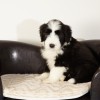 Cody_2